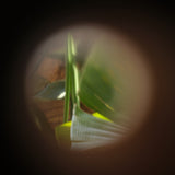 Looking Around the Corner Wooden Spyglass