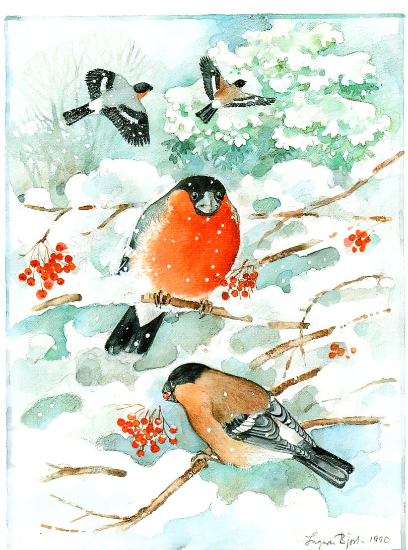 Snow Birds Postcard