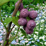 Knitted Bunch of Grapes