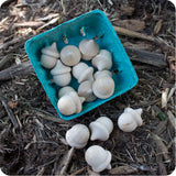 Wooden Acorns, Set of 15