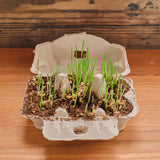 Eco-Egg Coloring and Grass Growing Kit™ - Natural Dye